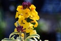 Erysimum wallflower