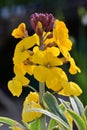 Erysimum wallflower