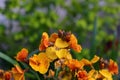 Erysimum wallflower