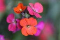 Erysimum wallflower Royalty Free Stock Photo