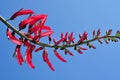 Erythrina bidwillii Royalty Free Stock Photo