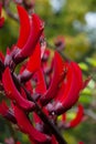 Close-up of stem of red flowers of a Erythrina Ã bidwillii tree Royalty Free Stock Photo