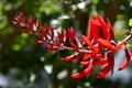 Erythrina bidwillii flowers Royalty Free Stock Photo
