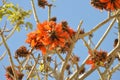 Erythrina caffra coral tree with orange red flowers Royalty Free Stock Photo