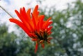 Red flowers of the Coral Bean Tree