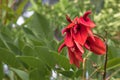 Erythrina crista galli flowers also called cockspur coral tree Royalty Free Stock Photo