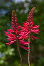 Erythrina herbacea (Coral Bean double flower) Royalty Free Stock Photo