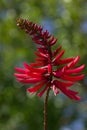 Erythrina herbacea (Coral Bean single flower) Royalty Free Stock Photo