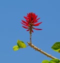 Erythrina Herbacea flower Royalty Free Stock Photo