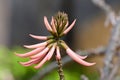 Erythrina speciosa Royalty Free Stock Photo