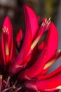 Erythrina variegata (Parichat flowers) Royalty Free Stock Photo