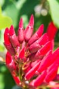 Erythrina variegata (Parichat flowers) Royalty Free Stock Photo