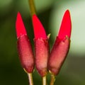 Erythrina variegata (Parichat flowers) Royalty Free Stock Photo