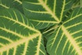 Erythrina variegata plant on farm