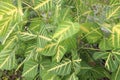 Erythrina variegata plant on farm Royalty Free Stock Photo