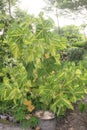 Erythrina variegata plant on farm Royalty Free Stock Photo