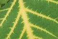 Erythrina variegata plant on farm