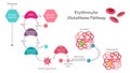 Erythrocyte glutathione enzymatic pathway vector illustration graphic Royalty Free Stock Photo
