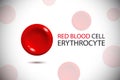 Erythrocyte. Red blood cell logo