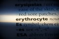 Erythrocyte