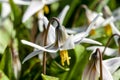 Erythronium Albidum