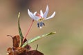 Erythronium dens canis Royalty Free Stock Photo