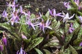 Erythronium dens-canis or dogtooth violet Royalty Free Stock Photo