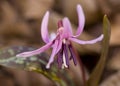 Erythronium dens canis