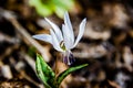 Erythronium dens-canis Royalty Free Stock Photo