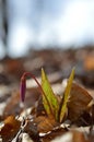 Erythronium dens-canis, Dog`s tooth violet, Fawn lilies Royalty Free Stock Photo