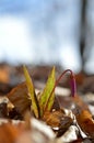 Erythronium dens-canis, Dog`s tooth violet, Fawn lilies Royalty Free Stock Photo