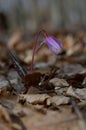 Erythronium dens-canis, Dog`s tooth violet, Fawn lilies Royalty Free Stock Photo