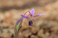 Erythronium dens-canis, Dog`s tooth violet, Fawn lilies Royalty Free Stock Photo