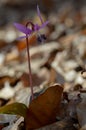 Erythronium dens-canis, Dog`s tooth violet, Fawn lilies Royalty Free Stock Photo