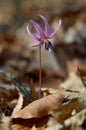 Erythronium dens-canis  Dog\'s tooth violet  Fawn lilies Royalty Free Stock Photo