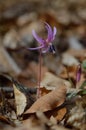 Erythronium dens-canis  Dog\'s tooth violet  Fawn lilies Royalty Free Stock Photo