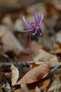 Erythronium dens-canis  Dog\'s tooth violet  Fawn lilies Royalty Free Stock Photo