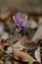 Erythronium dens-canis  Dog\'s tooth violet  Fawn lilies Royalty Free Stock Photo