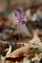 Erythronium dens-canis  Dog\'s tooth violet  Fawn lilies Royalty Free Stock Photo