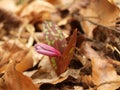 Erythronium dens-canis - dog`s-tooth-violet