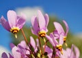 Erythronium dens-canis Royalty Free Stock Photo