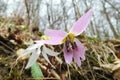 Erythronium dens-canis flower