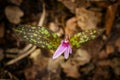 Erythronium dens-canis.