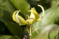 Erythronium `Kondo` Royalty Free Stock Photo