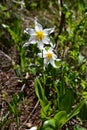 Erythronium montanum; Avalanche Lily; Mt Rainier National Park