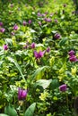 Erythronium sibÃÂ«ricum in spring forest. Purple flowers