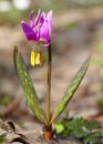 Erythronium sibiricum