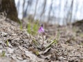 Erythronium sibiricum or siberian fawn Lily or siberian trout lily (Kandyk) Royalty Free Stock Photo