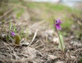 Erythronium sibiricum or siberian fawn Lily or siberian trout lily (Kandyk) Royalty Free Stock Photo