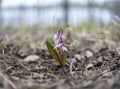 Erythronium sibiricum or siberian fawn Lily or siberian trout lily (Kandyk) Royalty Free Stock Photo